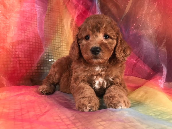 Female Mini Goldendoodle Pup-Dark Reds